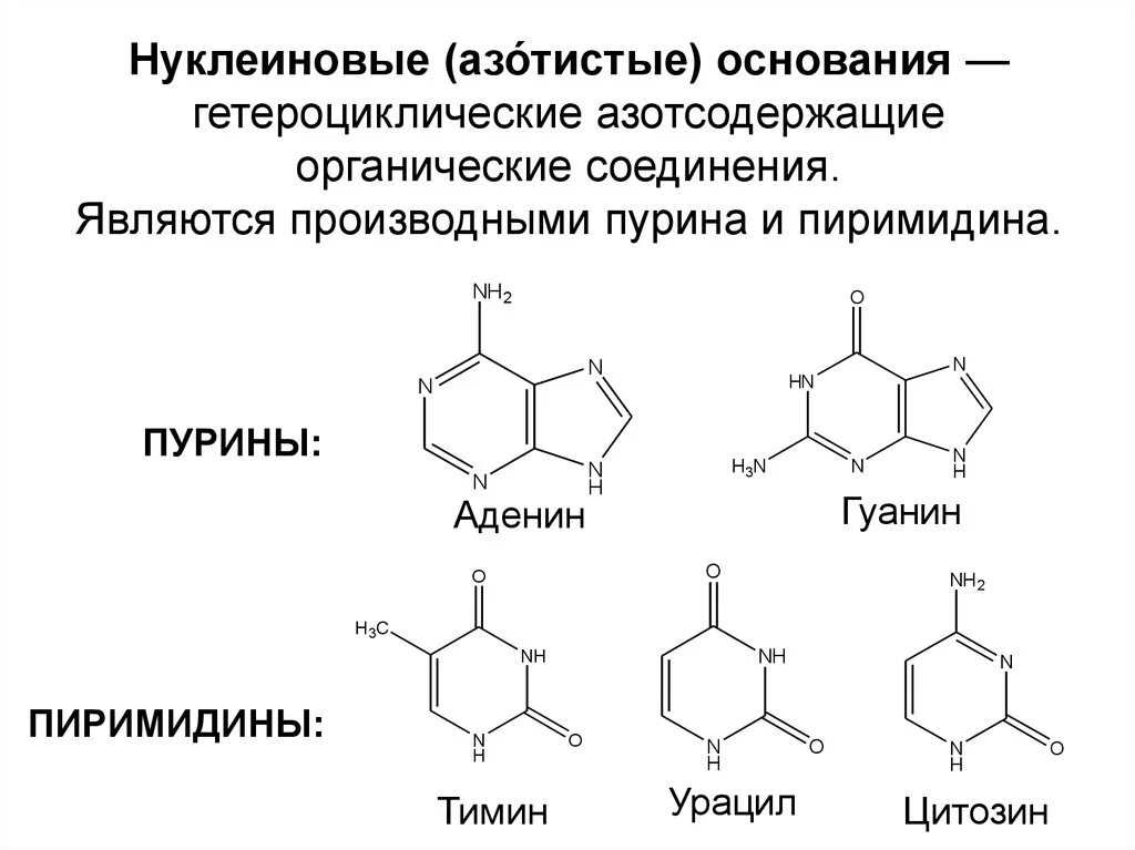 Основания нуклеиновых кислот. Азотистые основания производные пиримидина. азотсодержащие гетероциклические соединения. азотсодержащие гетероциклические соединения пурин. гетероцикл являющийся основой структуры аденина и гуанина.