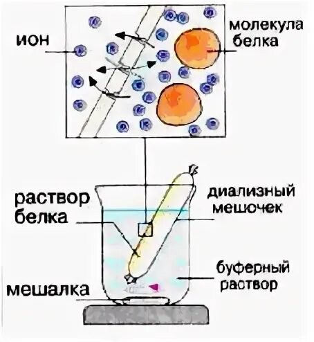 Диализ белков. Схема диализа раствора белка. Очистка белков от низкомолекулярных примесей методом диализа. Методы очистки белков диализ. Метод для очистки белка от низкомолекулярных примесей.