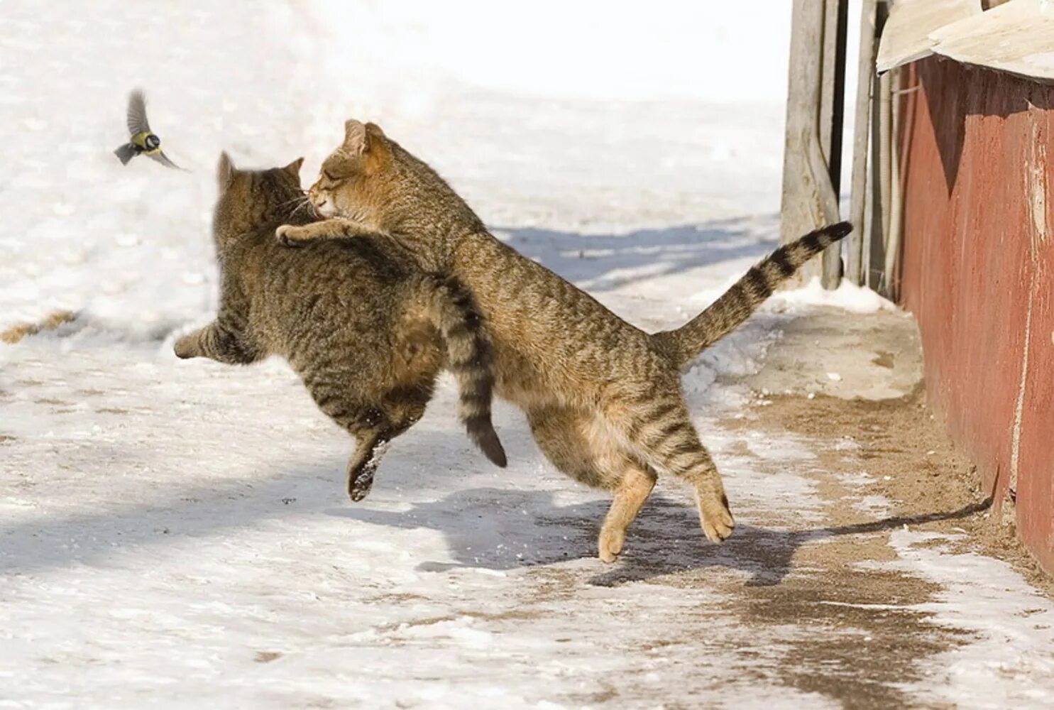 Идите я догоню. Мартовские коты. Ловлю кот. Мартовская кошка. Кот охотится.