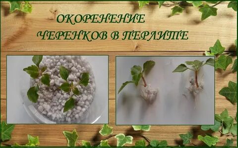 Как укоренить черенки в вермикулите