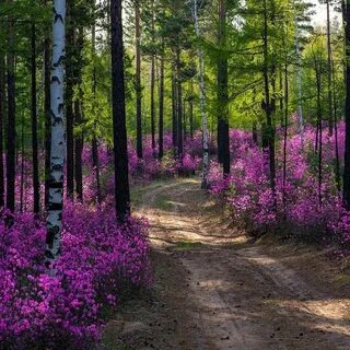 Леса забайкальского края