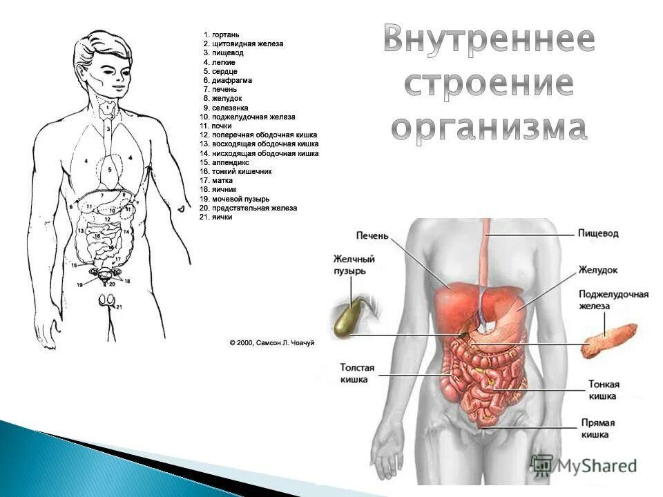 С какой стороны печень у человека