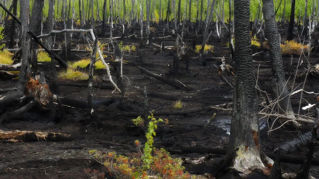 Природа гибнет. Деревья после пожара. Лес после пожара. Восстановление леса после пожара. Почва после пожара.