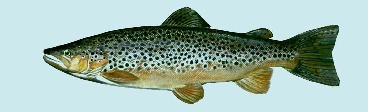 усач рыба. сырть вимба. обыкновенный рыбец. рыбы р б. обыкновенный судак.