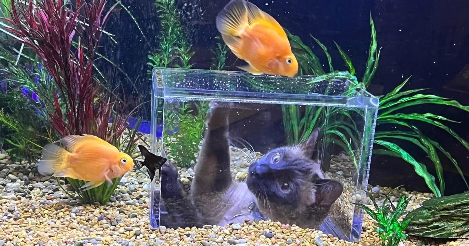 Видеть рыбок в аквариуме. Кот и рыбка в аквариуме. Аквариум для котиков. Наблюдать за рыбками. Аквариум с местом для кошки.