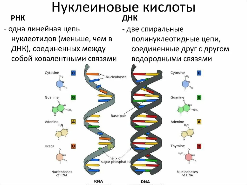 Схема строения ДНК генетика. Состав нуклеиновых кислот схема. Схема строения ДНК И РНК. Схема отличий ДНК И РНК.