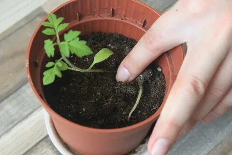 Чтоб не вытягивалась рассада помидор что делать
