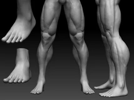 3D rendering of the male leg muscles - On Target Publications