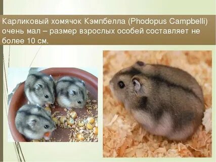 Какой хомяк лучше джунгарский или