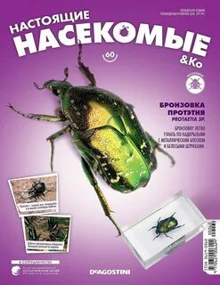 Настоящие насекомые