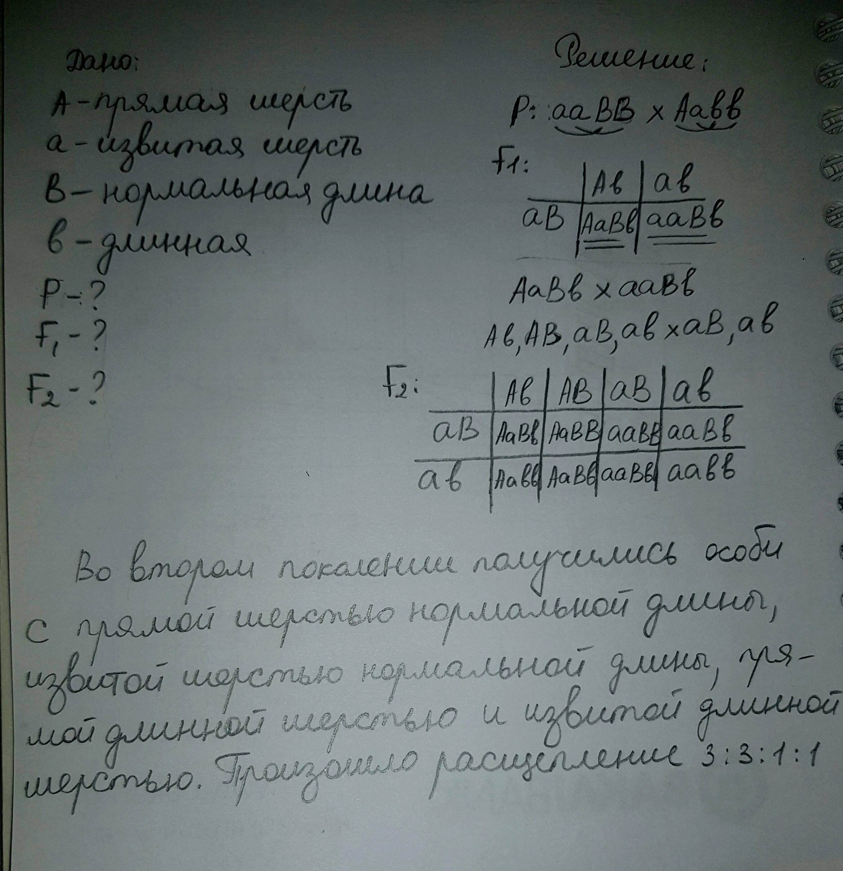 При скрещивании чистой линии мышей. Мыши с извитой шерстью нормальной длины. При скрещивании мышей с извитой шерстью нормальной. При скрещивании мышей с извитой шерстью нормальной длины. У мышей гены формы и длины шерсти находятся в разных хромосомах..