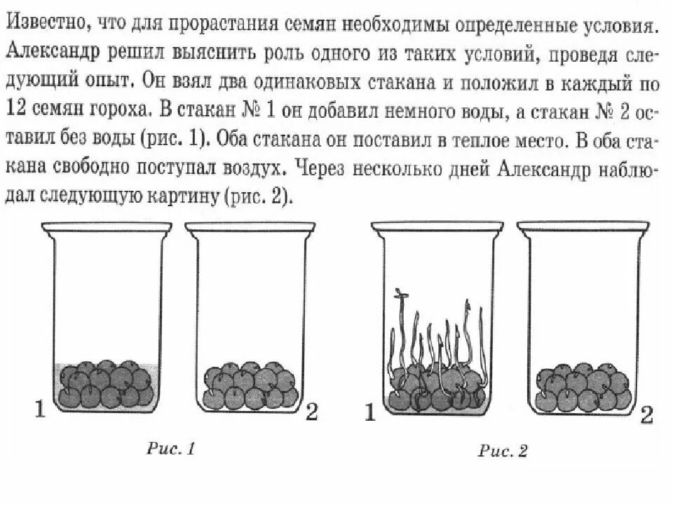 Дыхание семян опыт. Прорастание семян гороха. Условия прорастания семян опыт. Опыт семена дышат.