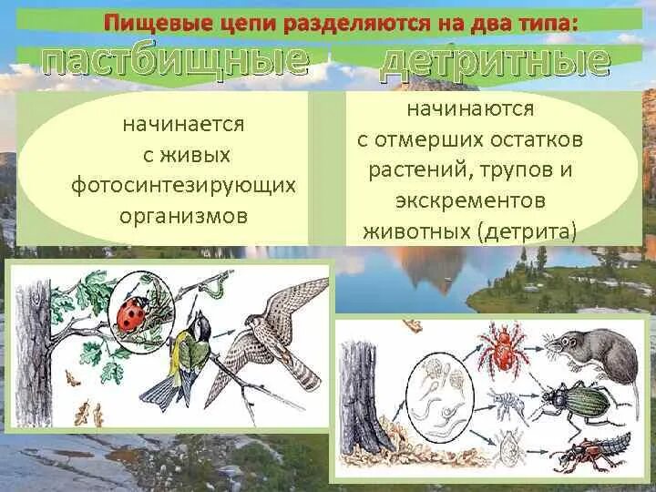 Восстанови последовательность пастбищной пищевой цепи. Типы пищевых цепей пастбищная и детритная. Пищевые Цепочки детритные. Пастбищная пищевая цепь. Цепь выедания пастбищная.