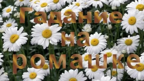 Песни садко не гадай на ромашке