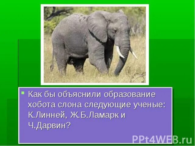 Появление хобота у слона. Относительность приспособленности слона. Появление слона по Ламарку. Хобот у слона с точки зрения Дарвина.