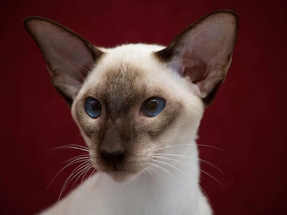 Ориентальная Балинезийская Сиамская. Сиамская Ориентальная кошка. Ориентальная Балинезийская кошка. Сиамские кошки шоколад-Пойнт. Сиамская кошка длинная