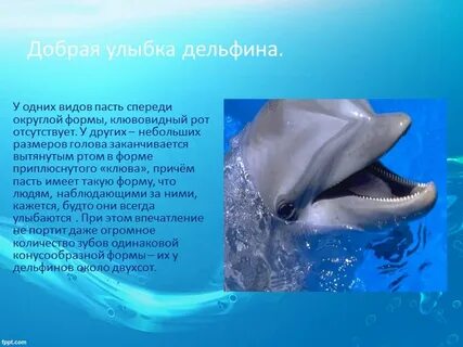 Дельфин сообщение 4