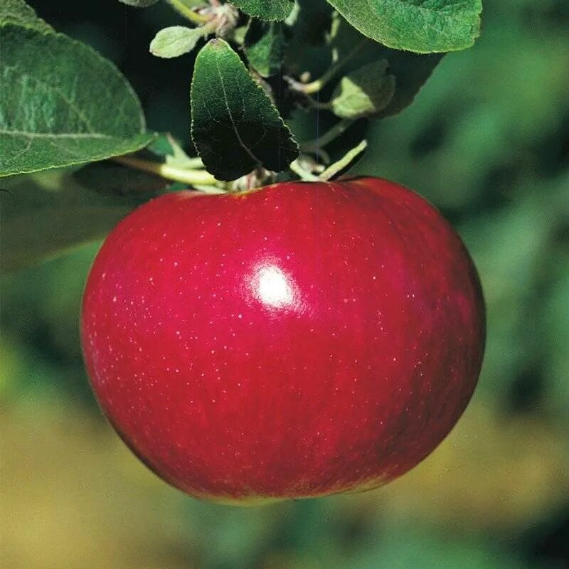 Макинтош (сорт яблони). Сорт яблок Беркутовское. Яблоня крупноплодная «Беркутовское». Яблоня макинтош саженцы.