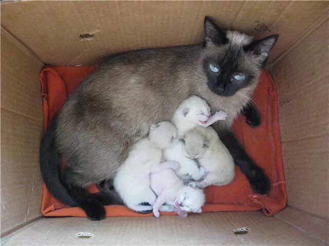 Сколько котят может быть у кошки. Домик для родов кошки. Домик для беременной кошки.