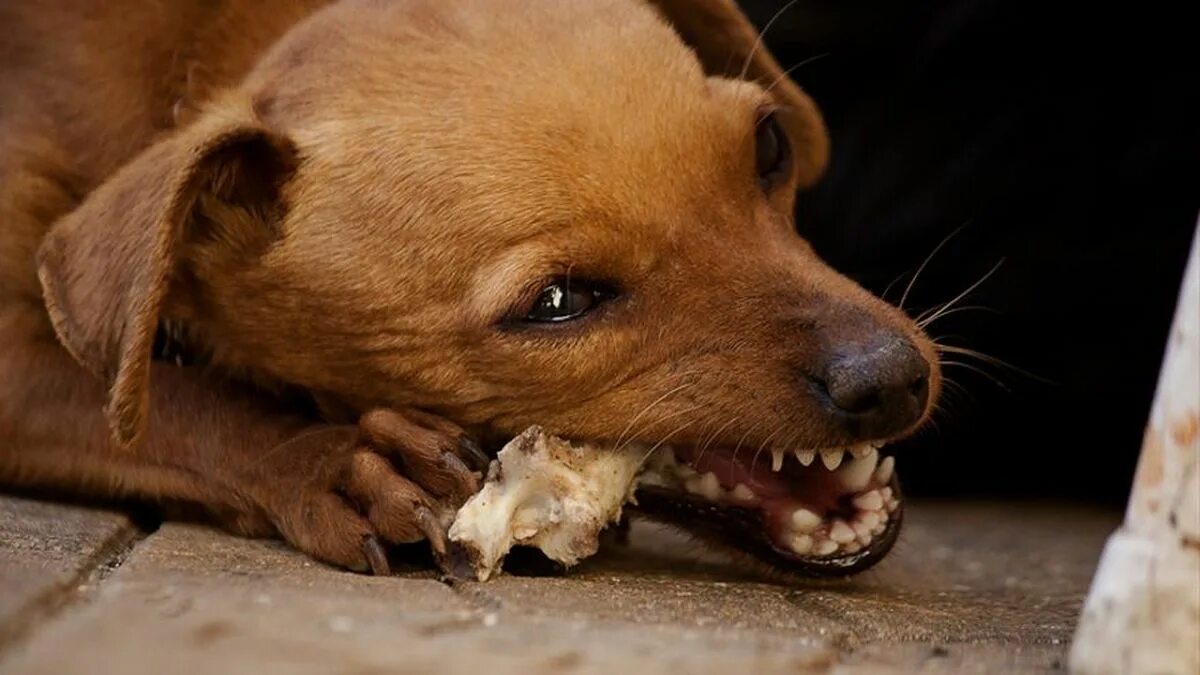 Собака жует. Почему грызут кости