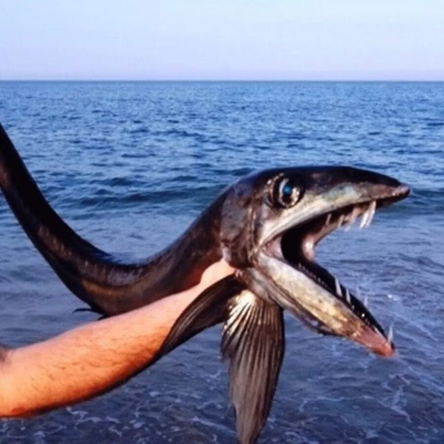Самая опасная рыба. Страшные морские существа. Опасные существа в океане.