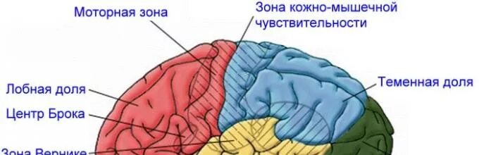 Центр кожно мышечного чувства. Зона кожно мышечной чувствительности. Зона кожно-мышечной чувствительности коры головного мозга. Зона кожной чувствительности расположена.