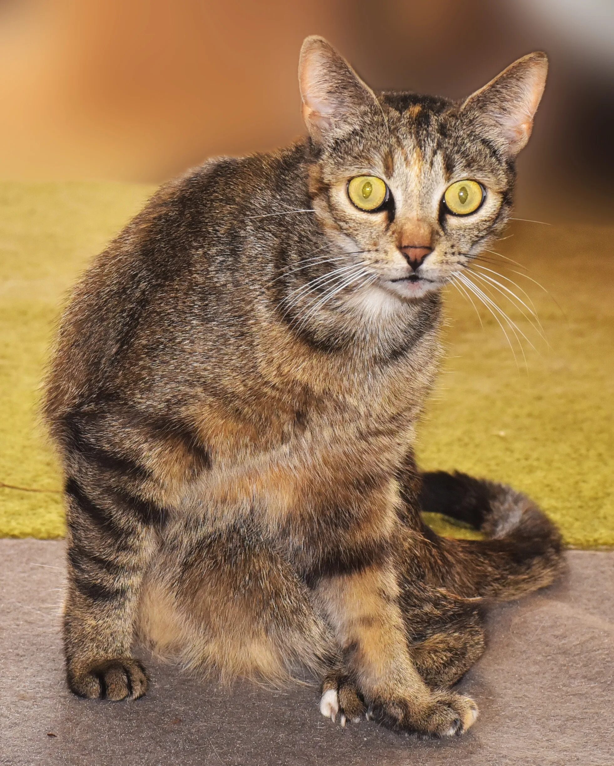 Кошка с желтыми глазами порода. Европейская короткошерстная (Кельтская). Домашние кошки. Кошка домашняя. Домашняя кошка порода.