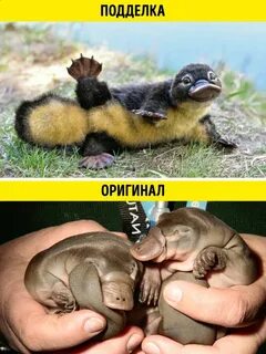 Оказался подделкой