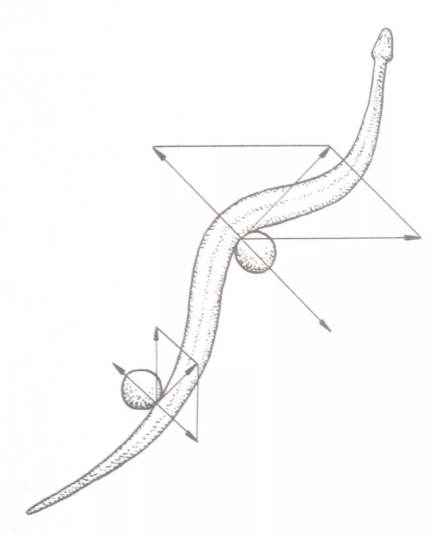 Туловище змеи. Способы передвижения змей. Схема движения змеи. За счет чего передвигаются змеи.