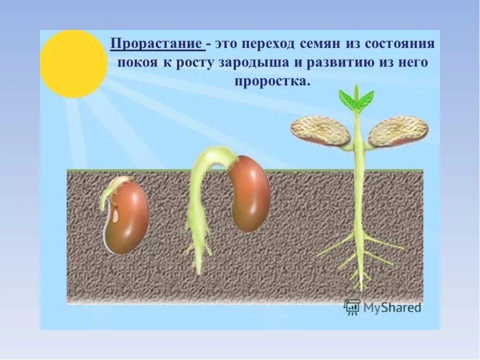 Растут и развиваются быстрее