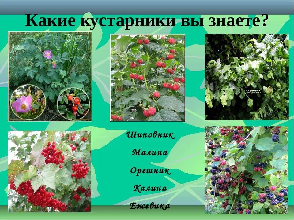 Список кустов