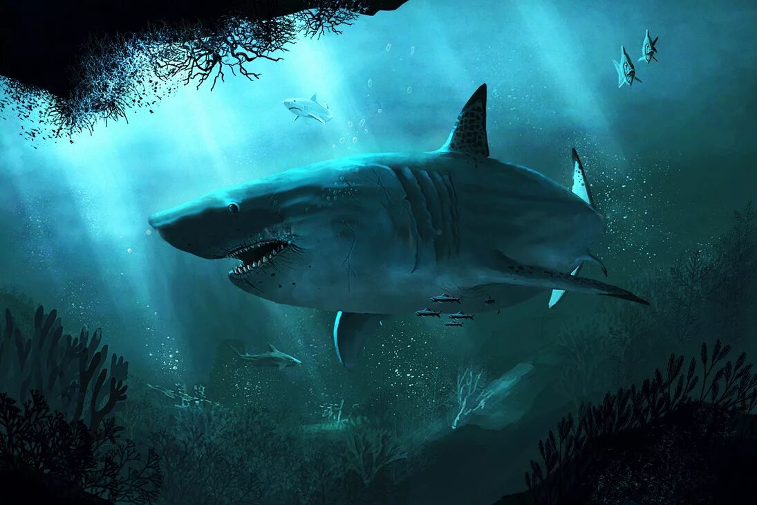 Мегалодон и белая акула. Кархародон мегалодон зубы. Рыба акула мегалодон. Мегалодон 2004. Кархародон мегалодон.