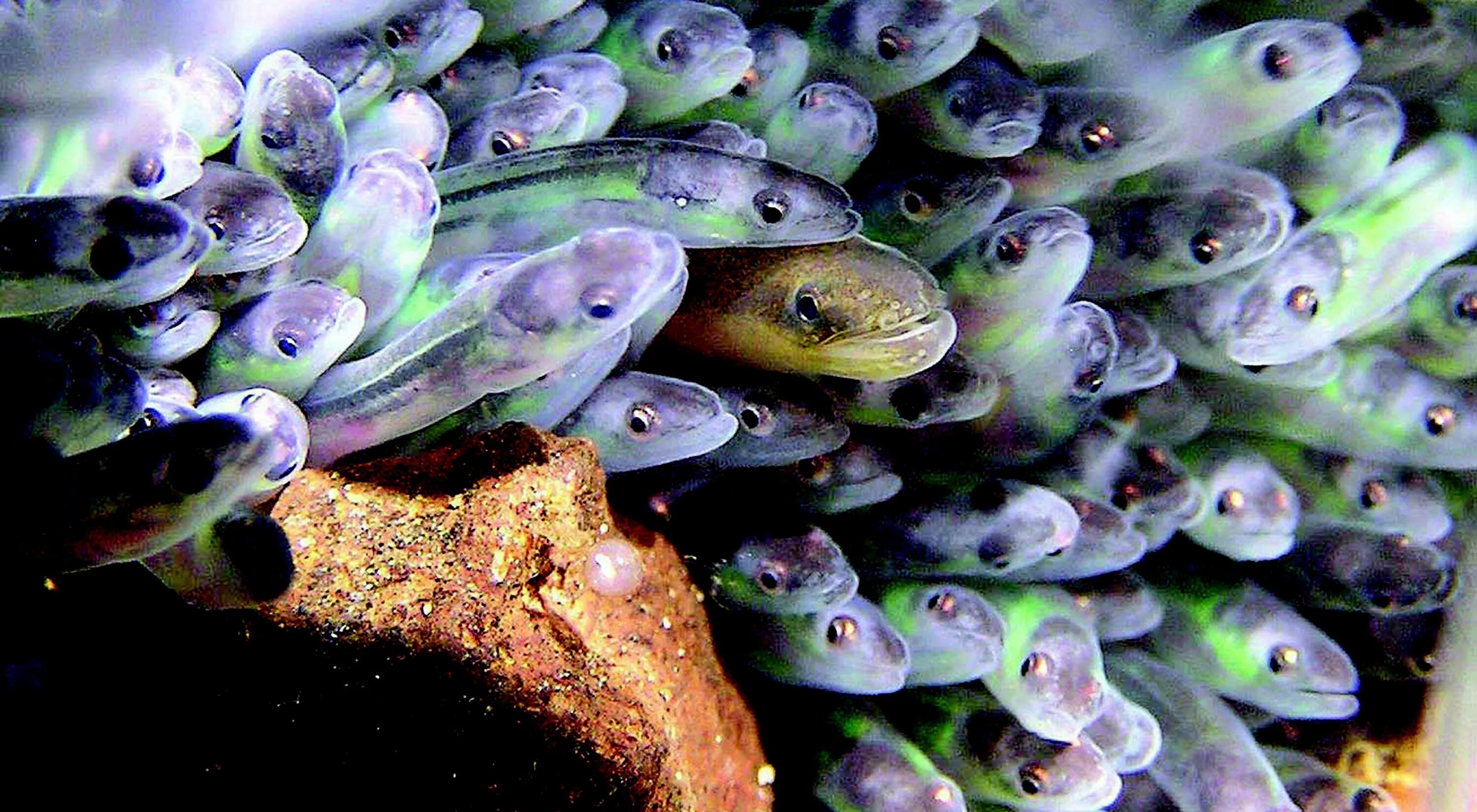 Рыба малек морская. Малек хариуса. Малек ерша. Agonus cataphractus. Речной угорь (anguilla anguilla).