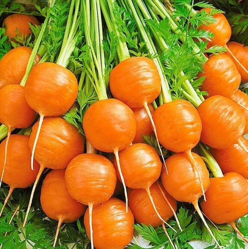 Лучшие семена овощей. Морковь французская Каротель. Семена морковь Каротель. Морковь Полярная клюква. Морковь Парижский рынок семена.