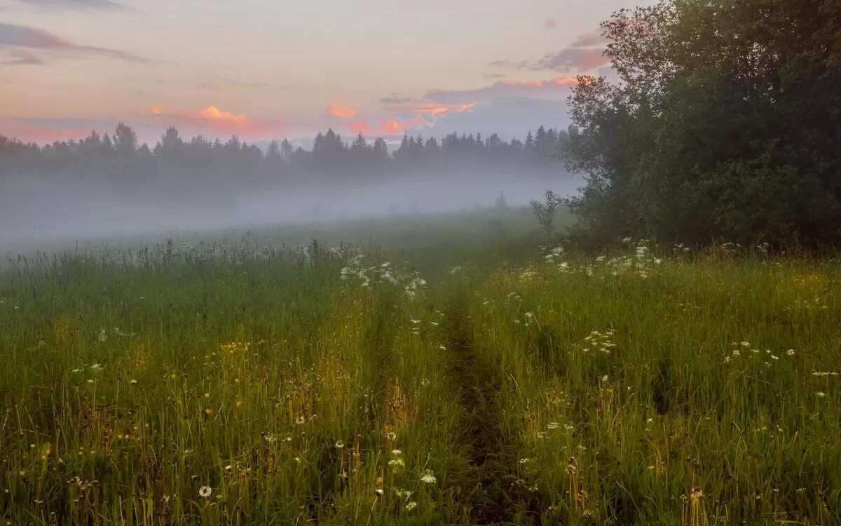 Луг туман. Пасмурное летнее утро. Рассвет туман. Вечерний туман. Молчание поля