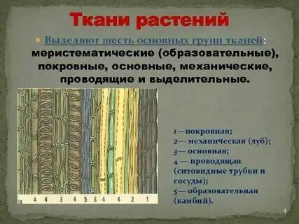 Какие растения имеют ткани и органы