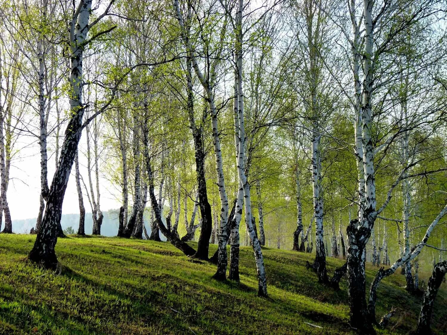 Ранней весной в березовой роще. Березовая роща Самара. Березовая роща Бишкек. Березовые Рощи в Ленинградской области. Березовая роща Кисловодск.