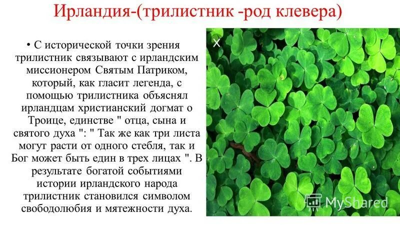 Трилистник можно встретить как на заболоченных. Трилистник можно встретить как на заболоченных