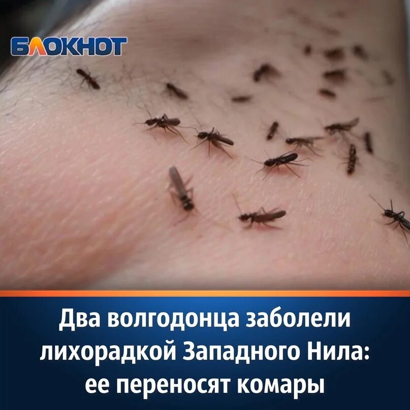 Какую лихорадку переносят комары. Какие заболевания переносят комары. какие болезни переносят москиты.