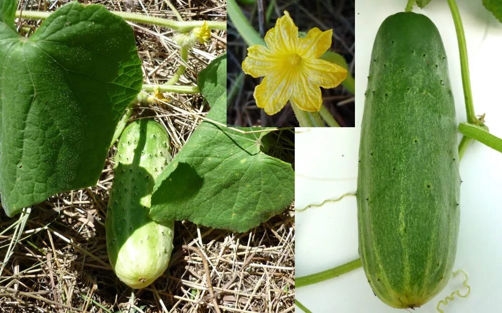 К какой культурной группе относится огурец. Cucumis sativus. Огурец Бидретта. Раннеспелые огурцы для теплиц в Сибири. Огурцы семена для Сибири.