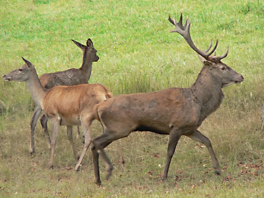 Благородный олень изюбрь. Благородный олень Марал. Изюбрь (Cervus elaphus xanthopygus). Маралы в Башкирии. Марал животное это