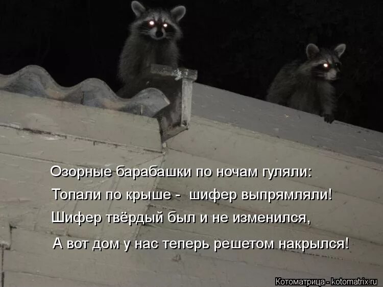 я хотел прогнать. я люблю животных. у памяти моей дурное свойство стих. нинада мем с котом. стихи пирожки.