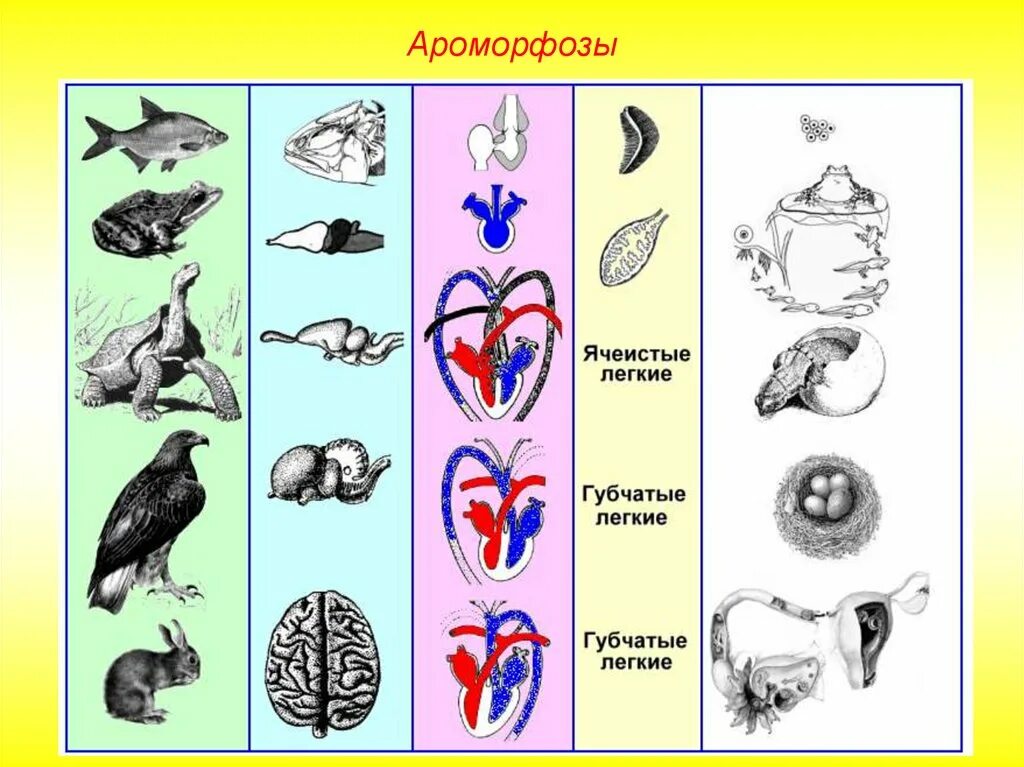 Ячеистые легкие характерны для. Ароморфозы. Ароморфозы животных. Ароморфозы в эволюции. Ароморфоз примеры у животных.