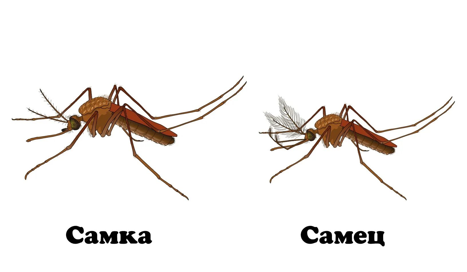 Сколько живут комары обыкновенные. Малярийный комар самка и самец. Самец комара обыкновенного. Комар самец и самка. Самцы комаров.
