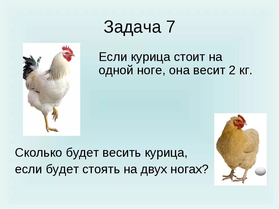 20 голов 52 ноги сколько кур. Сколько весит курица. куры стоят на одной ноге. курица стоит на одной ноге.