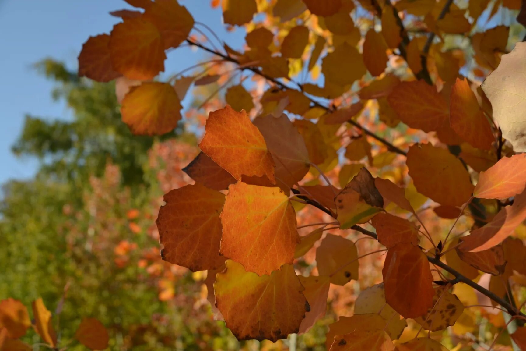 Тополь дрожащий осина. Листопад осина. Осина обыкновенная (populus tremula). Осина обыкновенная (populus tremula). Осина осенью фото.