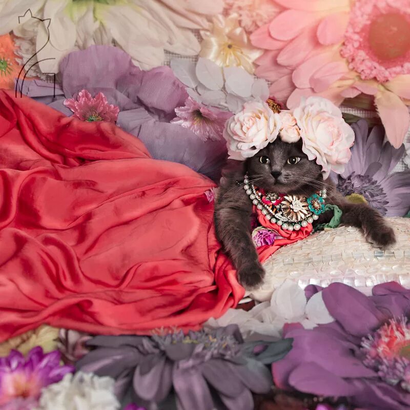 Гламурная кошечка. Нарядная кошка. Гламурная кошка. Кошка в платье. Нарядные платья для кошек.