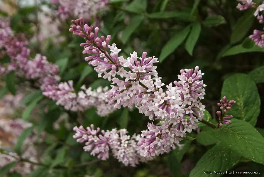 Сирень венгерская. Поздняя сирень венгерская. Сирень венгерская 'Maiden's blush'. Белая мелкая поздняя сирень.