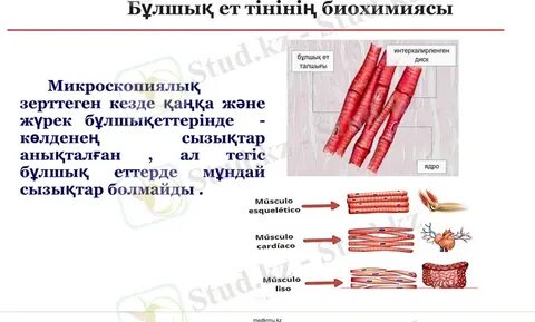 Моншадағы секс, саунадағы порно