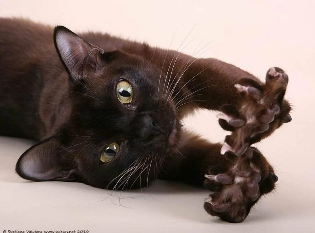 Фото шоколадных кошек. Бурманская кошка. Шоколадная кошка порода Бурманская. Европейская Бурма. Черная кошка порода Бурманская.
